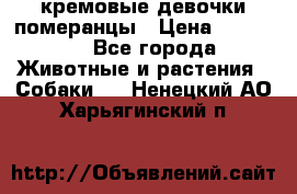 кремовые девочки померанцы › Цена ­ 30 000 - Все города Животные и растения » Собаки   . Ненецкий АО,Харьягинский п.